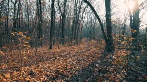 숲 속의 배경 트랙에 있는 나무의 싹 — 비디오