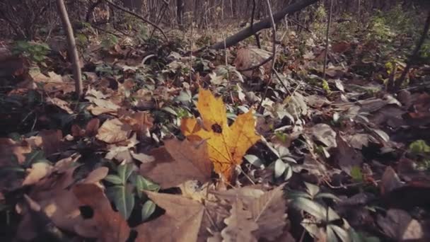 Folhas de outono na pista de terra — Vídeo de Stock
