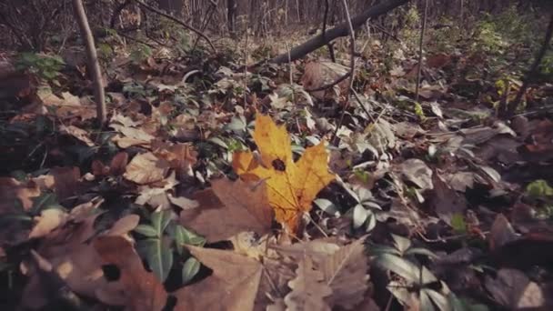 Foglie d'autunno sulla pista di terra — Video Stock