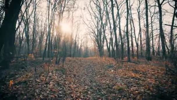 Autumn Trees Forest Background Motion Cam — Stock Video