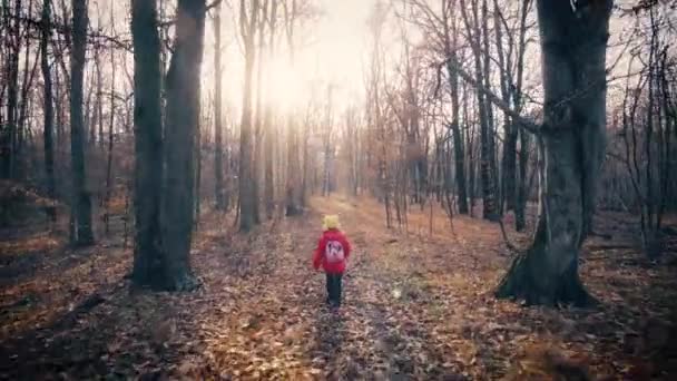 Petite fille marchant dans la forêt d'automne — Video