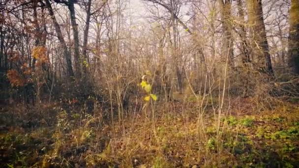 Alberi autunnali in un bosco sfondo Dolly Motion — Video Stock