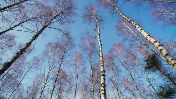 Autumn Birch Treetop Steady Motion — стоковое видео