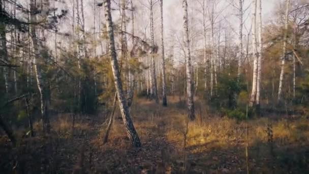 Treos de otoño en una pista de fondo forestal. — Vídeos de Stock