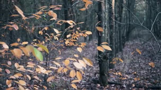 Hojas de otoño en el árbol — Vídeo de stock