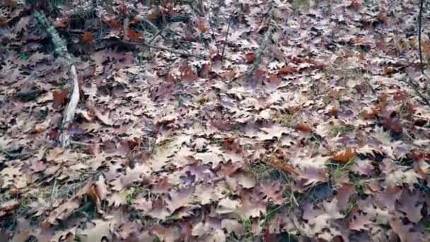 Foglie di quercia autunnale sullo sfondo del suolo — Video Stock