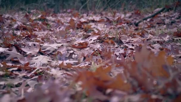 Осіннє дубове листя на фоні землі — стокове відео