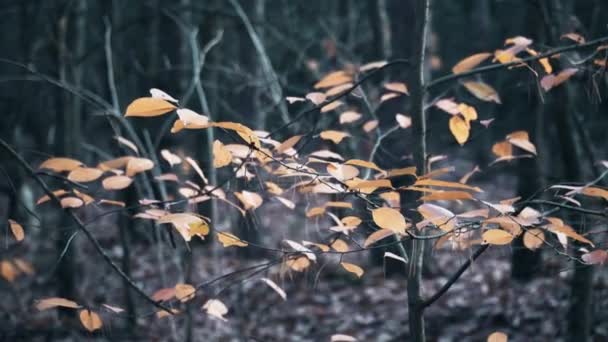 Hojas de otoño en el árbol — Vídeos de Stock
