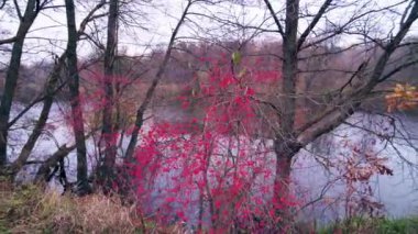 Sonbahar bush Nehri yakınında
