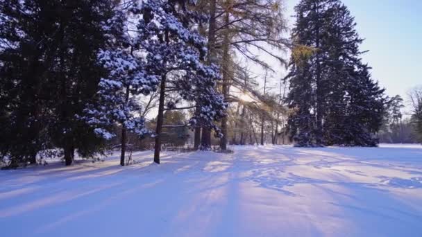 Spaziergang durch den verschneiten Winterpark — Stockvideo