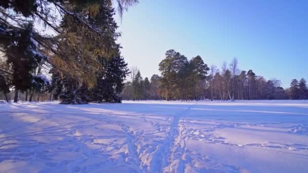 Promenade Dans Parc Hivernal Enneigé — Video