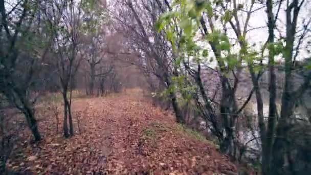 Caminar a lo largo del río a través del bosque de otoño — Vídeo de stock