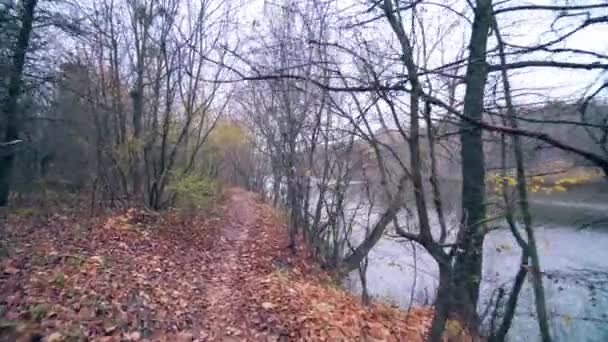 Promenade le long de la rivière à travers la forêt d'automne — Video