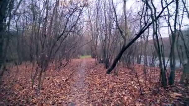 Caminar a lo largo del río a través del bosque de otoño — Vídeos de Stock