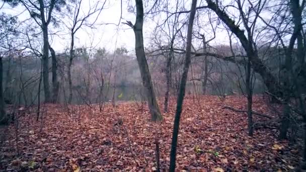 Caminar por el bosque de otoño cerca del río — Vídeo de stock