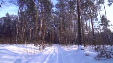 Karlı iğne yapraklı çam ormanı ile kış güneşli bir günde yürümek