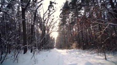 Karlı iğne yapraklı çam ormanı ile kış güneşli bir günde yürümek