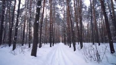 Karlı iğne yapraklı çam ormanı ile kış güneşli akşamları yürümek