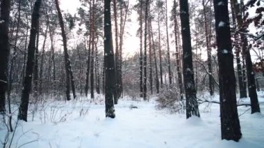 Karlı iğne yapraklı çam ormanı ile kış güneşli bir günde yürümek