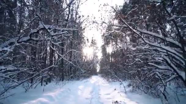 Maak een wandeling door het besneeuwde naaldhout dennenbos in zonnige winterdag — Stockvideo