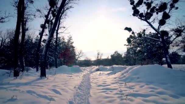 Caminar por el bosque de coníferas nevadas en invierno día soleado — Vídeos de Stock