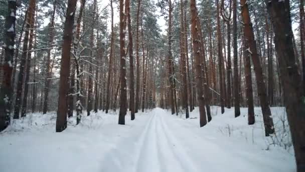 Maak een wandeling door het besneeuwde naaldhout dennenbos in zonnige winterdag — Stockvideo