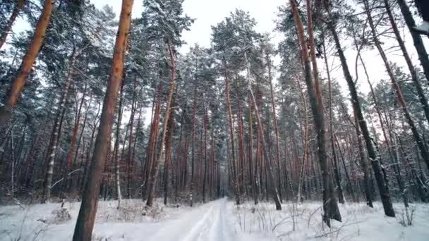 Walk through snowy coniferous pine forest in winter sunny day — Stock Video