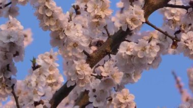 Blooming Kayısı Ağacı Arka Plan