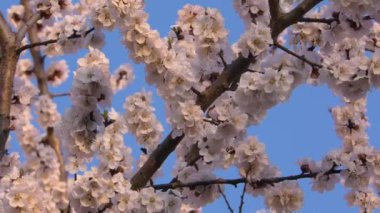 Blooming Kayısı Ağacı Arka Plan