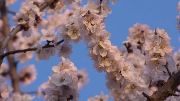 Цветущее абрикосовое дерево — стоковое видео
