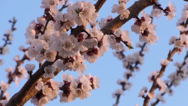 Virágzó sárgabarack fa háttér — Stock videók