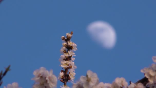 Plano de fundo da árvore de damasco florescente — Vídeo de Stock