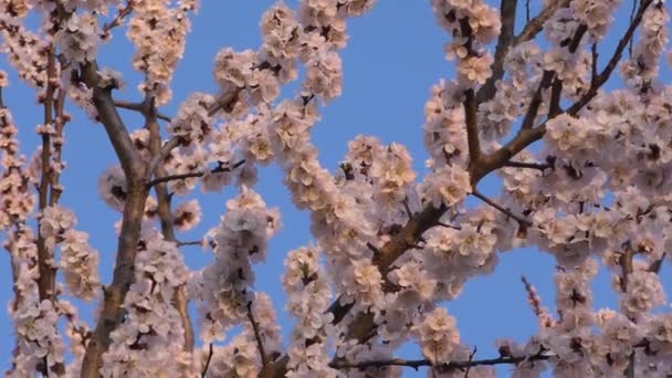 Fondo del árbol de albaricoque floreciente — Vídeo de stock