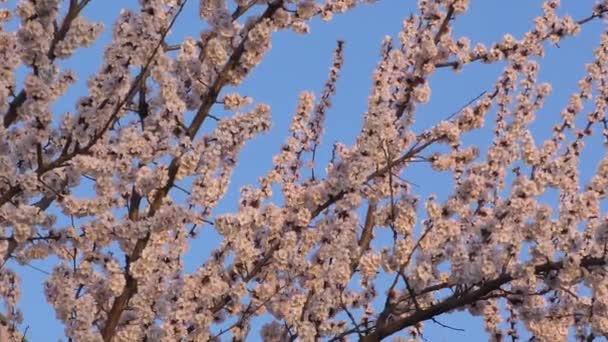 Plano de fundo da árvore de damasco florescente — Vídeo de Stock