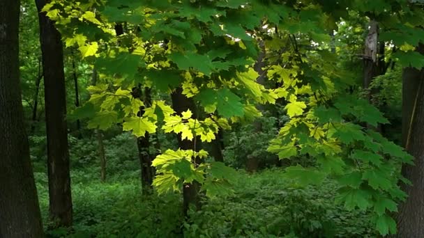 Maple branch backlight horizontal movement — Stock Video