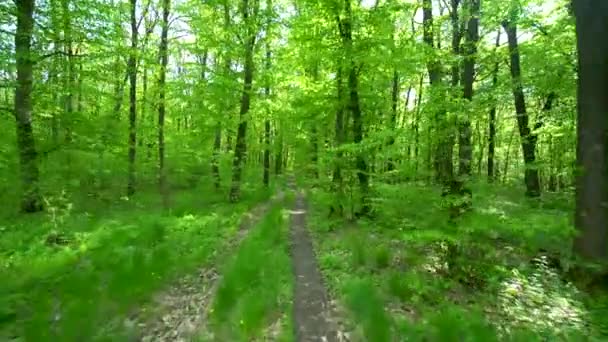 Caminar por el camino en el bosque de primavera — Vídeo de stock