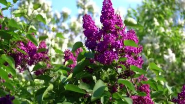 Bahar Blooming Leylak Ağaçları Gün ışığı