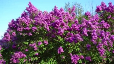 Bahar Blooming Leylak Ağaçları Gün ışığı