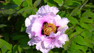 Pembe çiçekler Şakayık ağacının