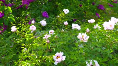 Pembe çiçekler Şakayık ağacının