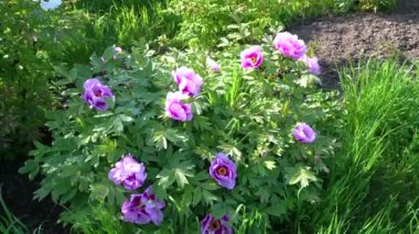 Pembe çiçekler Şakayık ağacının