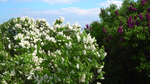 Wiosna kwitnące Lilac drzewa światło dzienne — Wideo stockowe