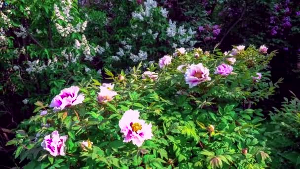 Rózsaszín virágok, fa bazsarózsa — Stock videók
