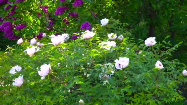 Roze bloemen van de pioenroos boom — Stockvideo