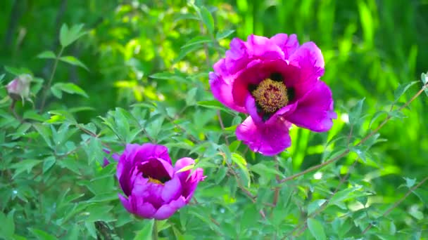 Ροζ άνθη του παιωνία δέντρο — Αρχείο Βίντεο