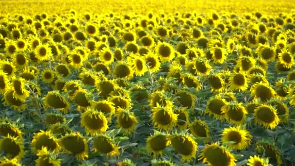 Sonnenblumenfeld im Sommer — Stockvideo