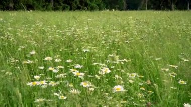 Papatya çiçek tarlası. Yaz Esintisi Içinde Hareketli Papatyalar