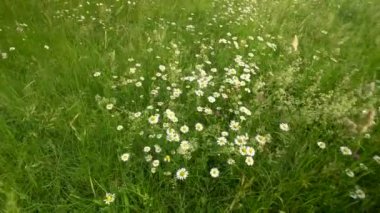 Papatya çiçek tarlası. Yaz Esintisi Içinde Hareketli Papatyalar