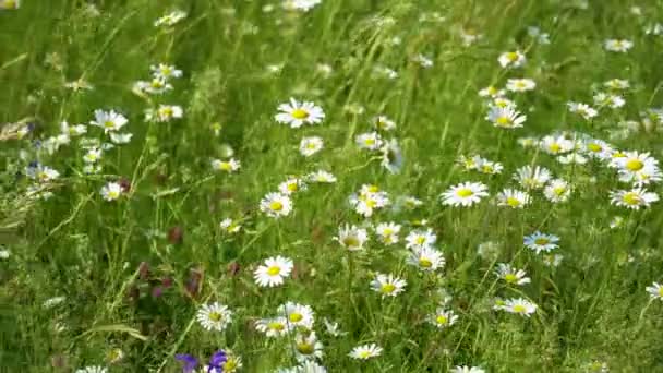 Champ de fleurs de camomille. Daises se déplaçant dans la brise d'été — Video