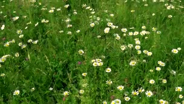 Campo de flores de camomila. Margaridas se movendo na brisa de verão — Vídeo de Stock